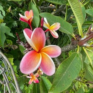 Meet your Posher, Missy